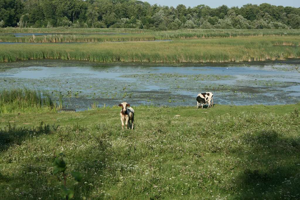 Стара Чортория - Стара Чортория