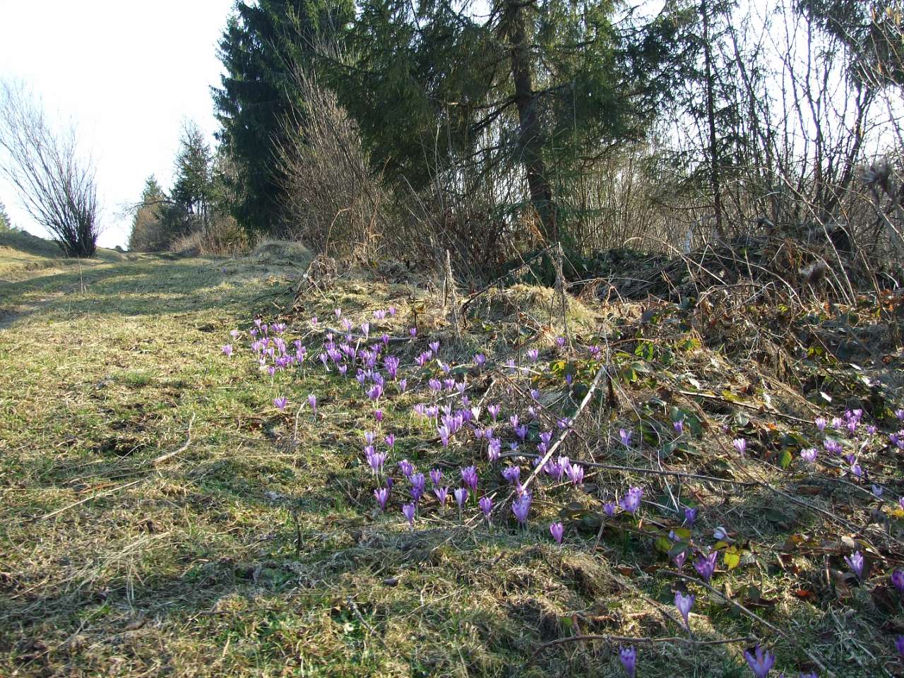 Верхнячка навесні - Верхнячка