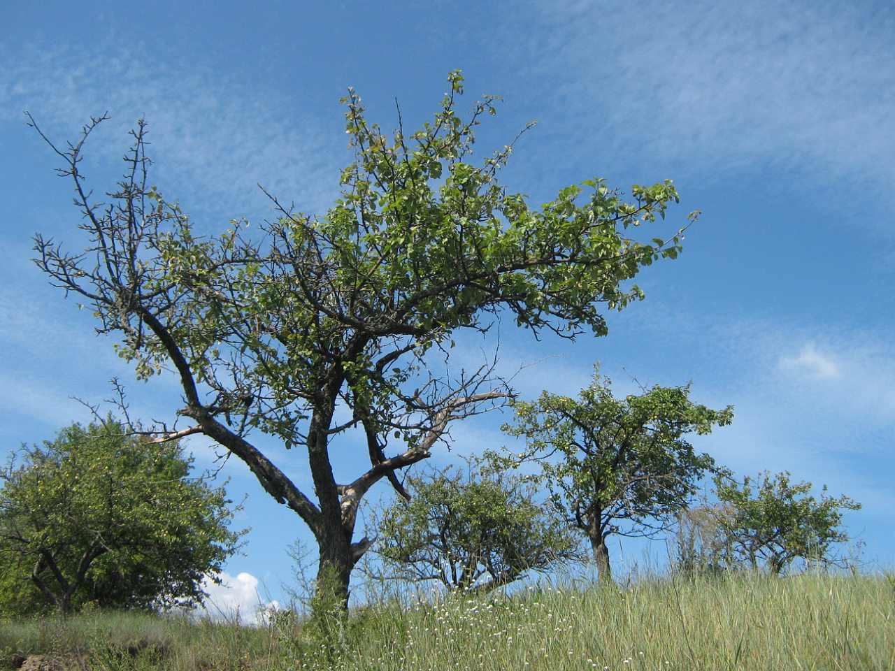 с. Петровка 2009 г. - Петрівка