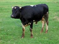 На лугу пасутся ко...