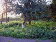 На лугу пасутся ко...