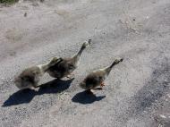 На лугу пасутся ко...