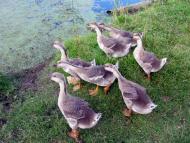 На лугу пасутся ко...