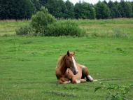 На лугу пасутся ко...