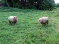 На лугу пасутся ко...