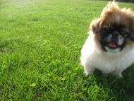 Село моє,красо моя!