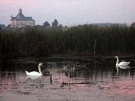 Любарські світанки