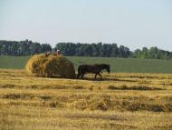На лугу пасутся ко...