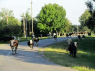 На лугу пасутся ко...