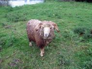 На лугу пасутся ко...