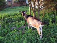 На лугу пасутся ко...