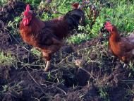 На лугу пасутся ко...