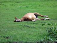 На лугу пасутся ко...