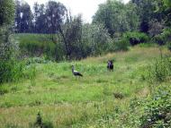 На лугу пасутся ко...