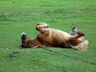 На лугу пасутся ко...