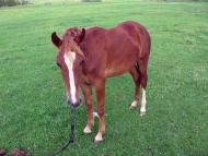 На лугу пасутся ко...