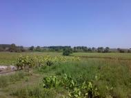 c. Сущанка природа