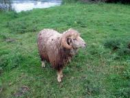 На лугу пасутся ко...