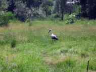 На лугу пасутся ко...