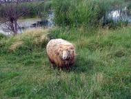 На лугу пасутся ко...