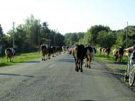 На лугу пасутся ко...