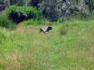 На лугу пасутся ко...