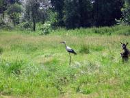 На лугу пасутся ко...