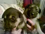 Лонки в інтернеті