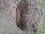 Липовець в інтернеті