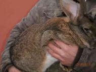 Лонки в інтернеті