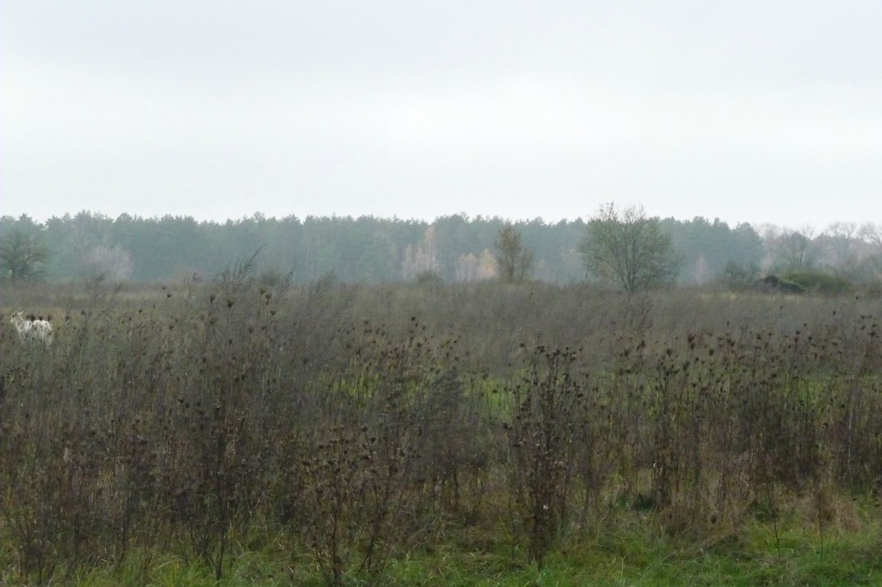 моя комаровка - Комаровка