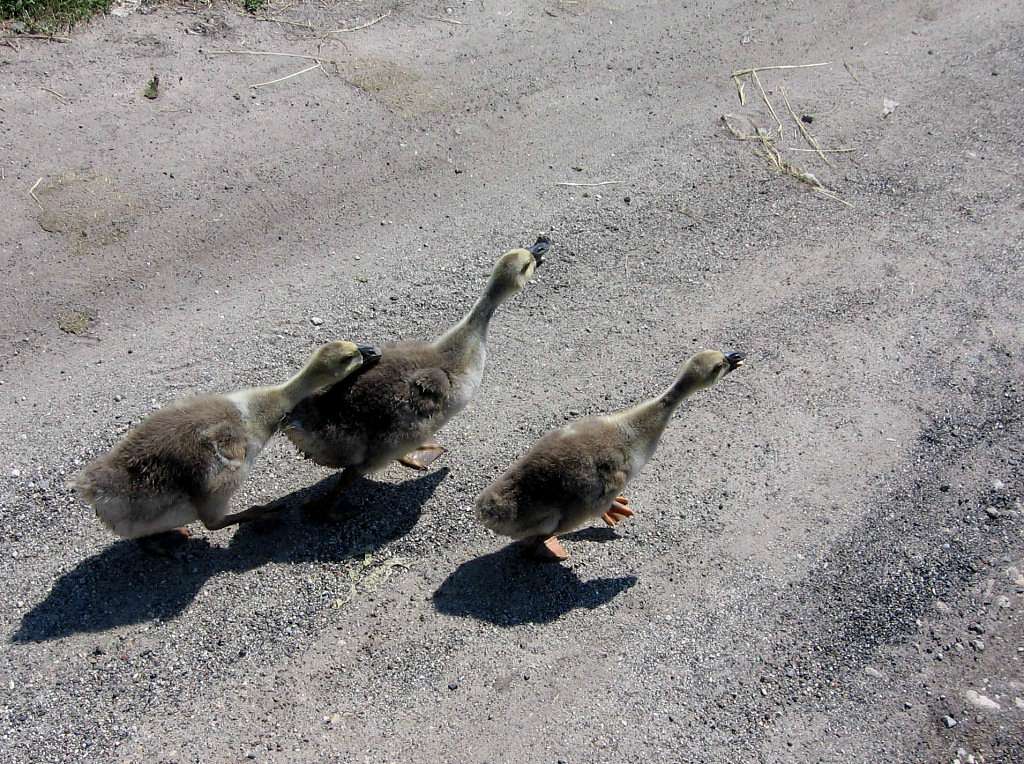 На лугу пасутся ко... - Любар