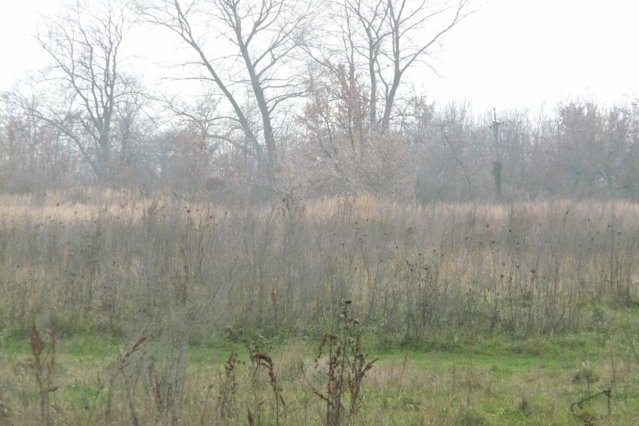 моя комаровка - Комаровка