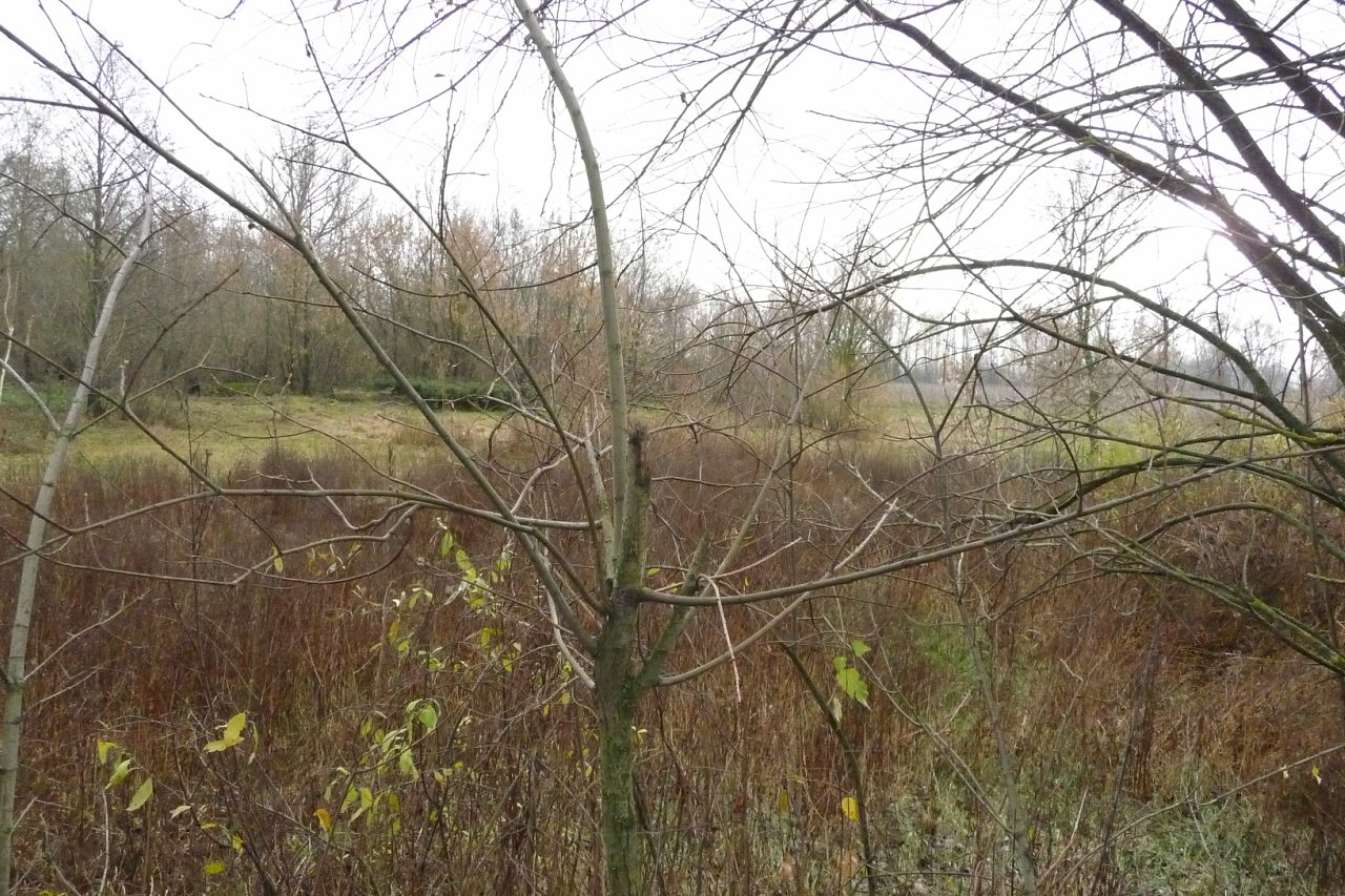 моя комаровка - Комаровка