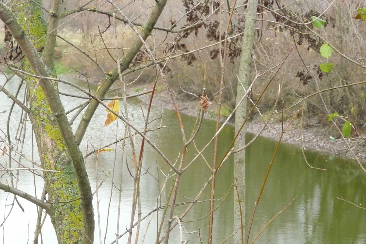 моя комаровка - Комаровка