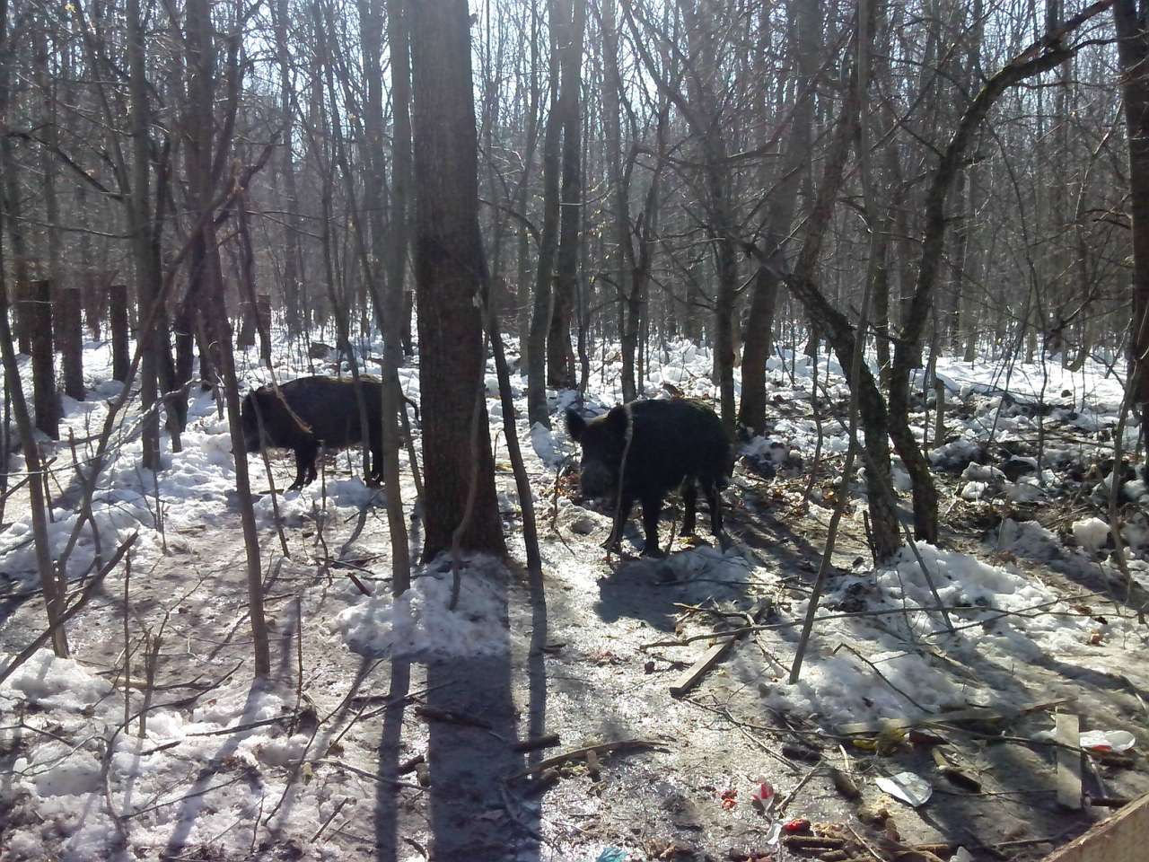 Природа - Вакуленчук