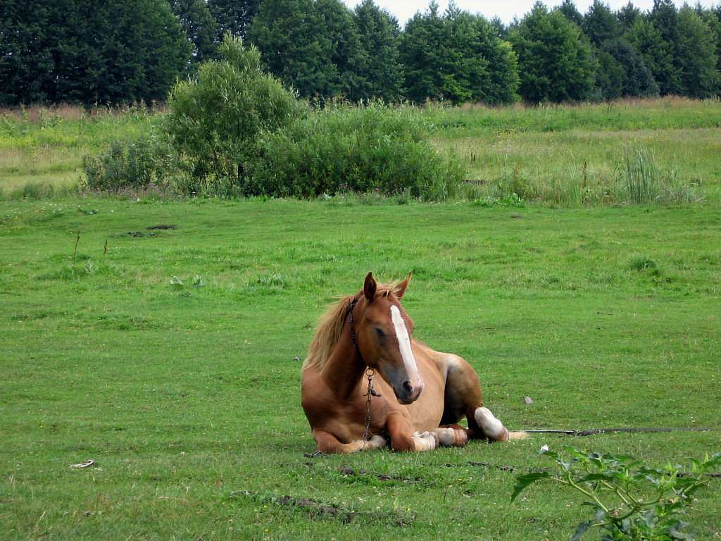 На лугу пасутся ко... - Любар