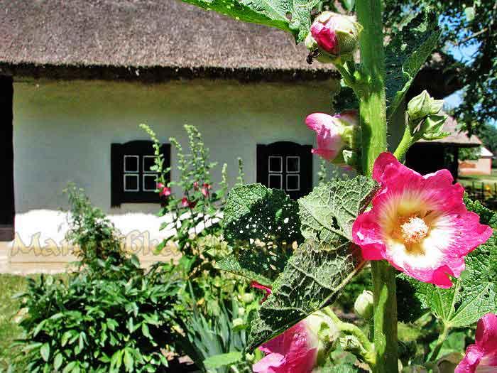 Чорнухи в інтернеті - Чорнухи