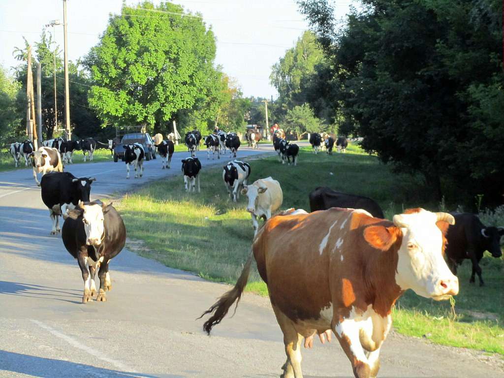 На лугу пасутся ко... - Любар