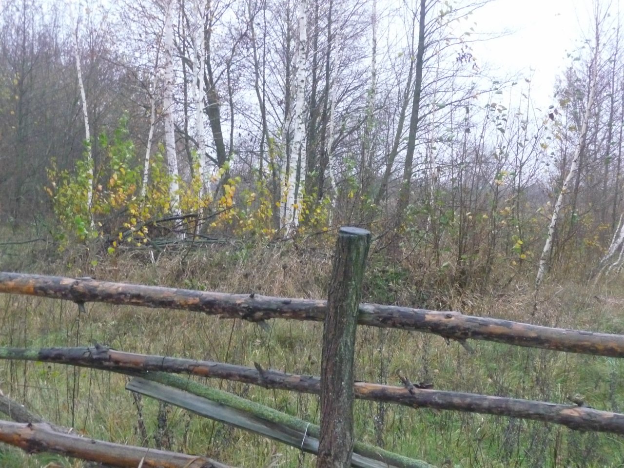 моя комаровка - Комаровка
