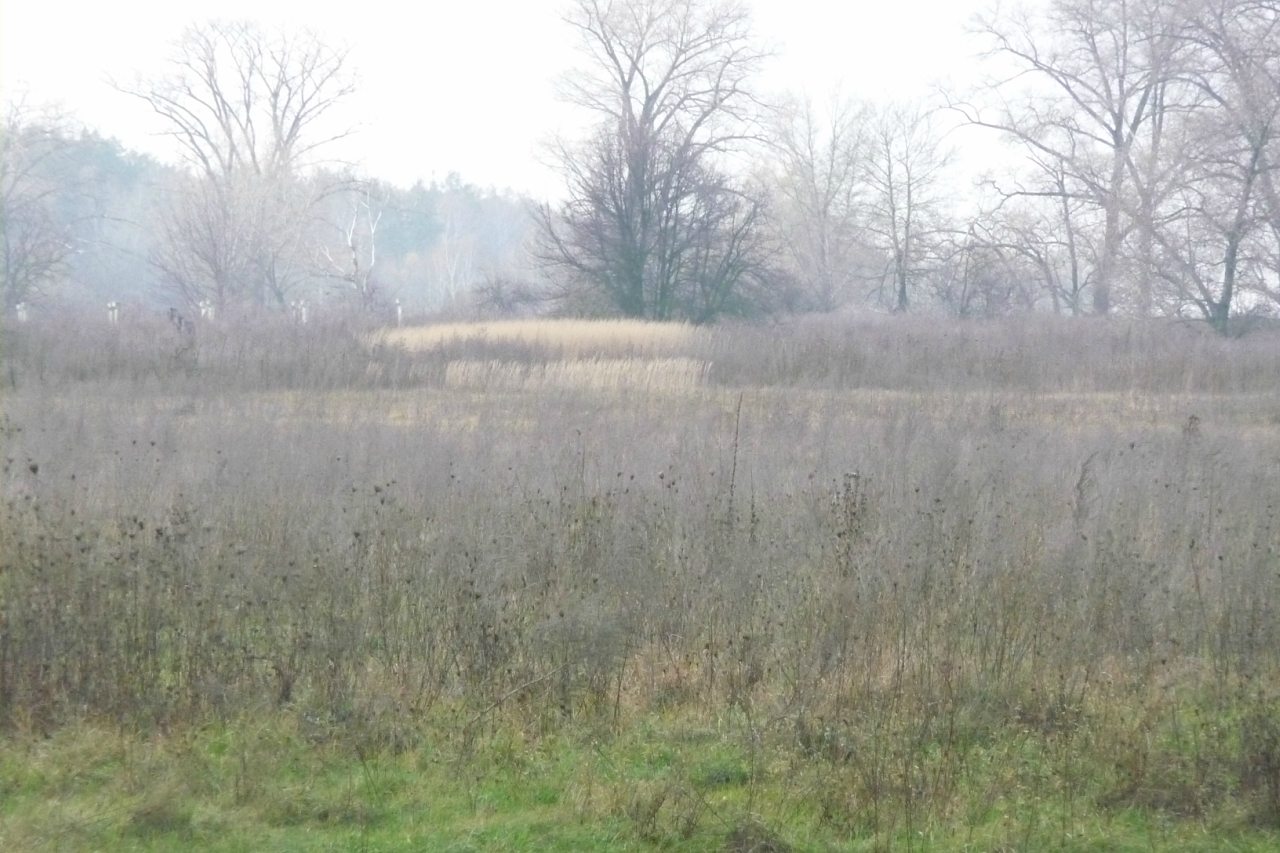 моя комаровка - Комаровка