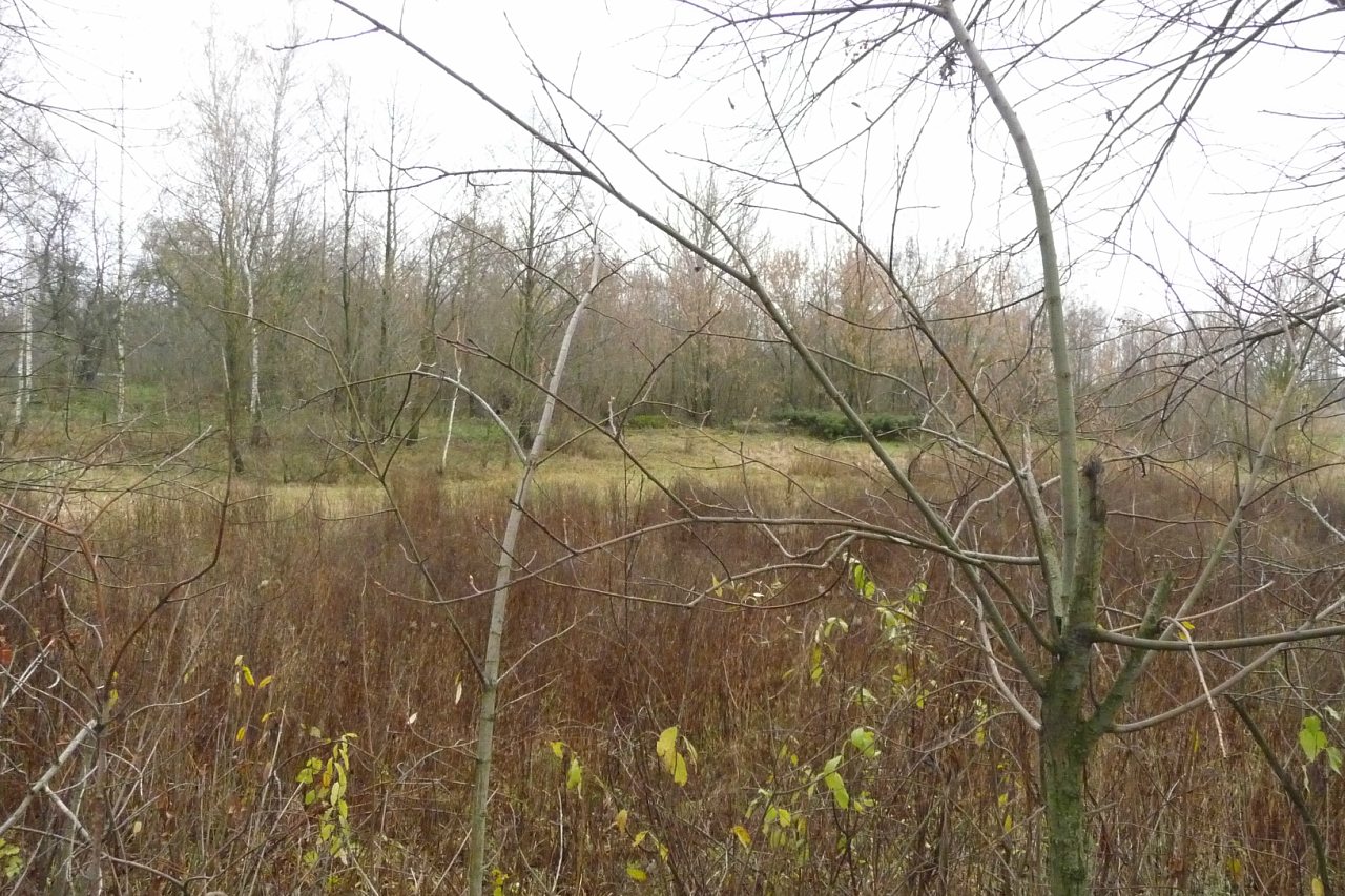 моя комаровка - Комаровка