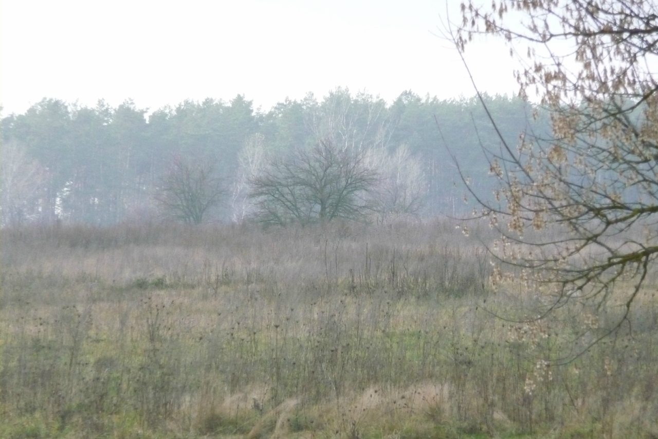 моя комаровка - Комаровка