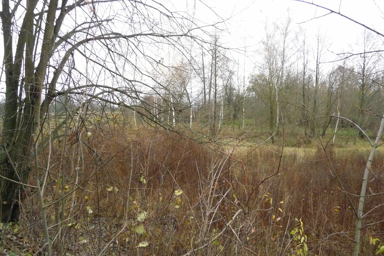 моя комаровка - Комаровка