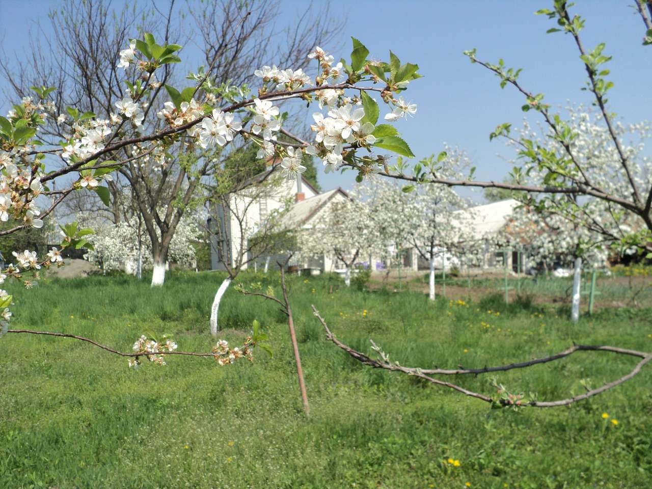 Весна 2012 - Лебеді