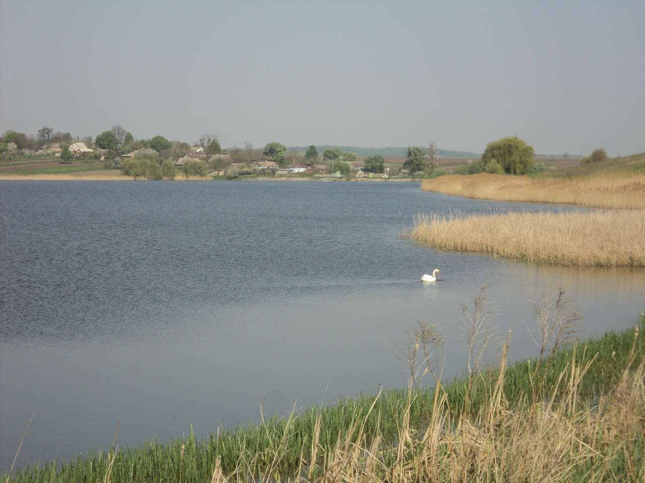 Весна 2012 - Лебеді