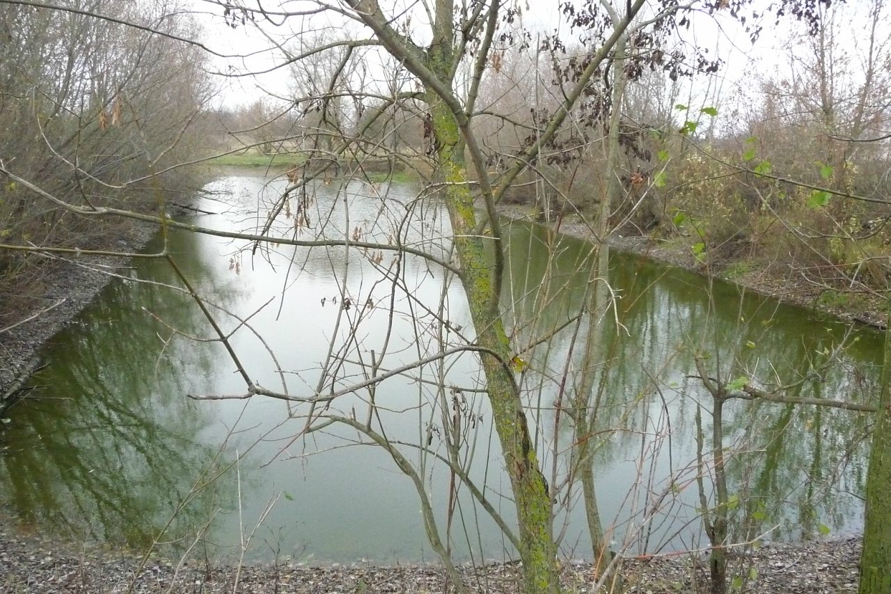 моя комаровка - Комаровка