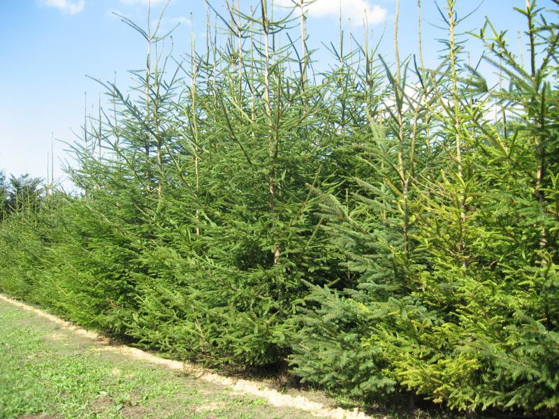 Шупарка в інтернеті - Шупарка