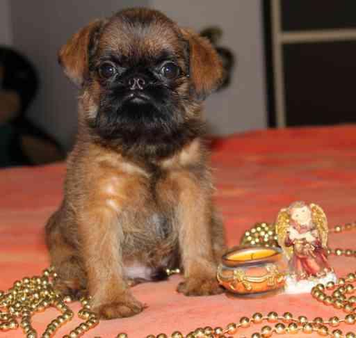 Лонки в інтернеті - Лонки