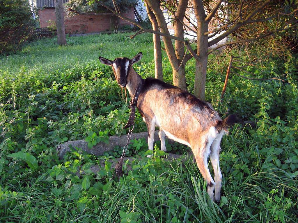 На лугу пасутся ко... - Любар